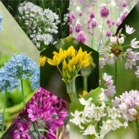 Allium Small Flowering Mixed